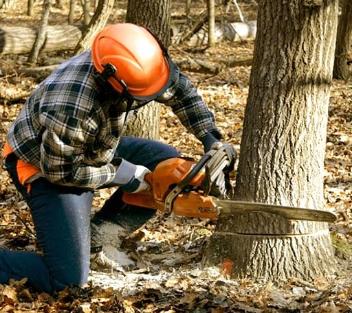 Tree Removal in Westbrook, TX